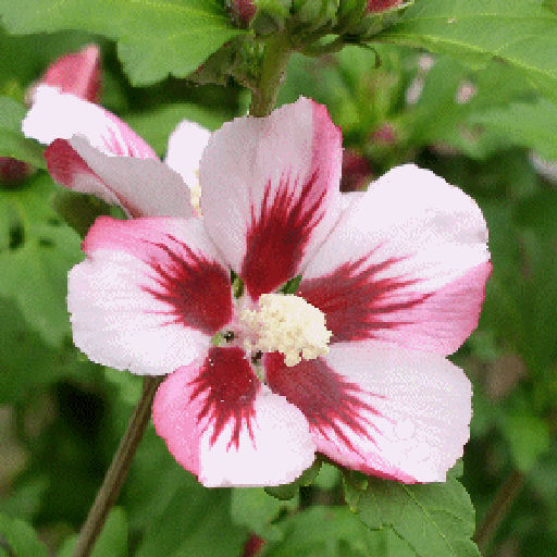 FLORA